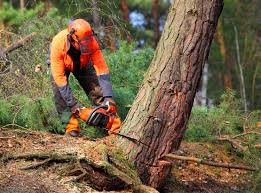 Professional Tree Removal and Landscaping Services in Corning, CA